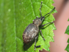 Peritelus sphaeroides