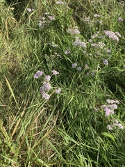 Achillea millefolium