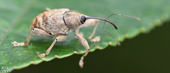 Curculio dentipes