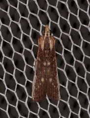 Cathyalia pallicostalis