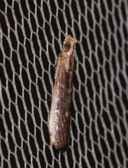 Cathyalia pallicostalis