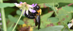 Xylocopa appendiculata