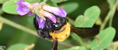 Xylocopa appendiculata