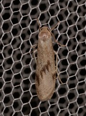 Graphosia stenopepla