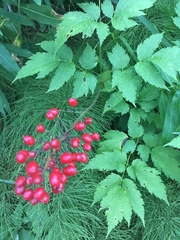 Actaea rubra rubra