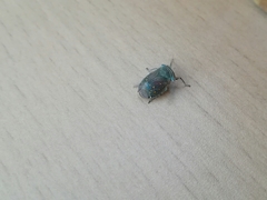 Itzalana submaculata