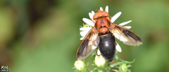 Volucella linearis