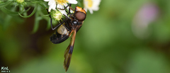 Volucella