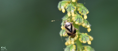 Apolygus xanthomelas