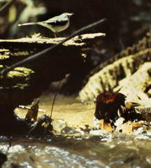 Motacilla clara