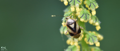 Apolygus xanthomelas