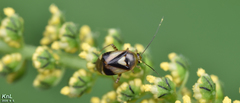 Apolygus xanthomelas