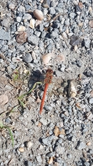 Sympetrum striolatum
