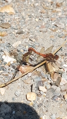 Sympetrum striolatum