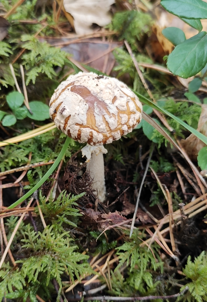 Amanita regalis
