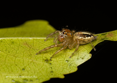 Colopsus