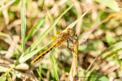 Sympetrum costiferum