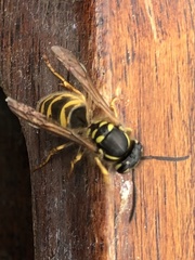 Vespula vulgaris