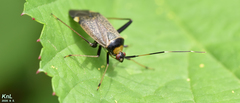 Adelphocoris triannulatus