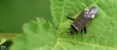 Adelphocoris triannulatus