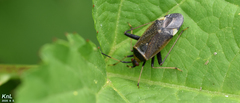 Adelphocoris triannulatus