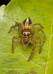 Colopsus