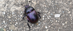 Phelotrupes auratus