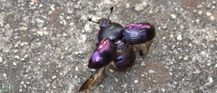 Phelotrupes auratus
