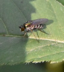 Rhaphium