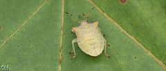 Lelia decempunctata