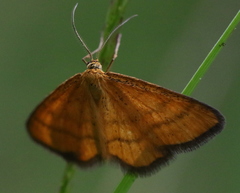 Idaea flaveolaria