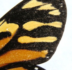 Lycorea halia atergatis