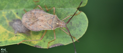 Homoeocerus dilatatus