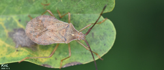 Homoeocerus dilatatus