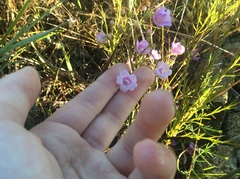Agalinis decemloba