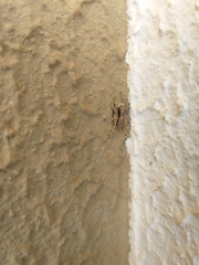 Menemerus bivittatus