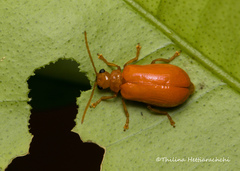 Mimastracella kandyensis