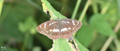 Limenitis helmanni