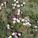 Calandrinia affinis - Photo (c) twiga269 ॐ FreeTIBET,  זכויות יוצרים חלקיות (CC BY-NC)