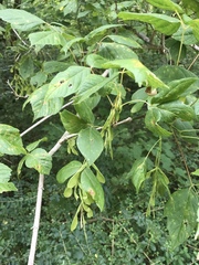 Acer negundo negundo