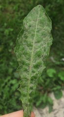 Podosphaera erigerontis-canadensis