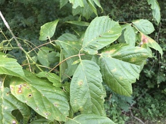 Acer negundo negundo