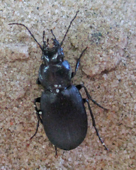 Licinus depressus