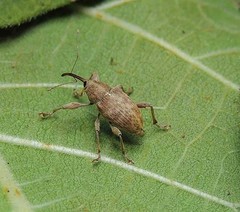 Curculio elephas