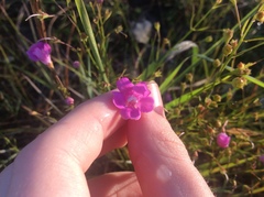 Agalinis decemloba