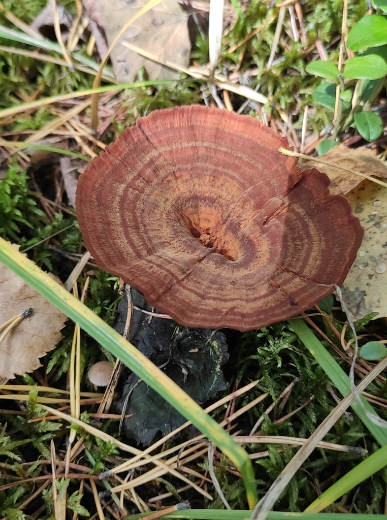 Coltricia perennis · September 2020 · photo: © wrrite (iNaturalist, cc-by)