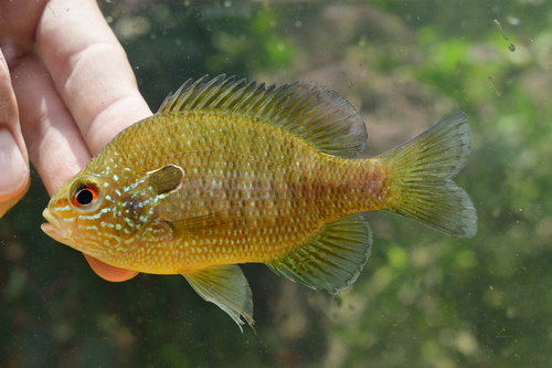 Dollar Sunfish