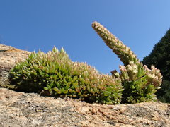 Orostachys