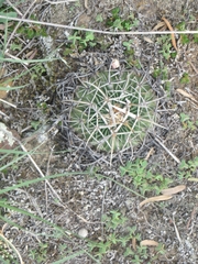 Echinofossulocactus crispatus