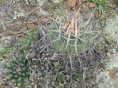 Echinofossulocactus crispatus